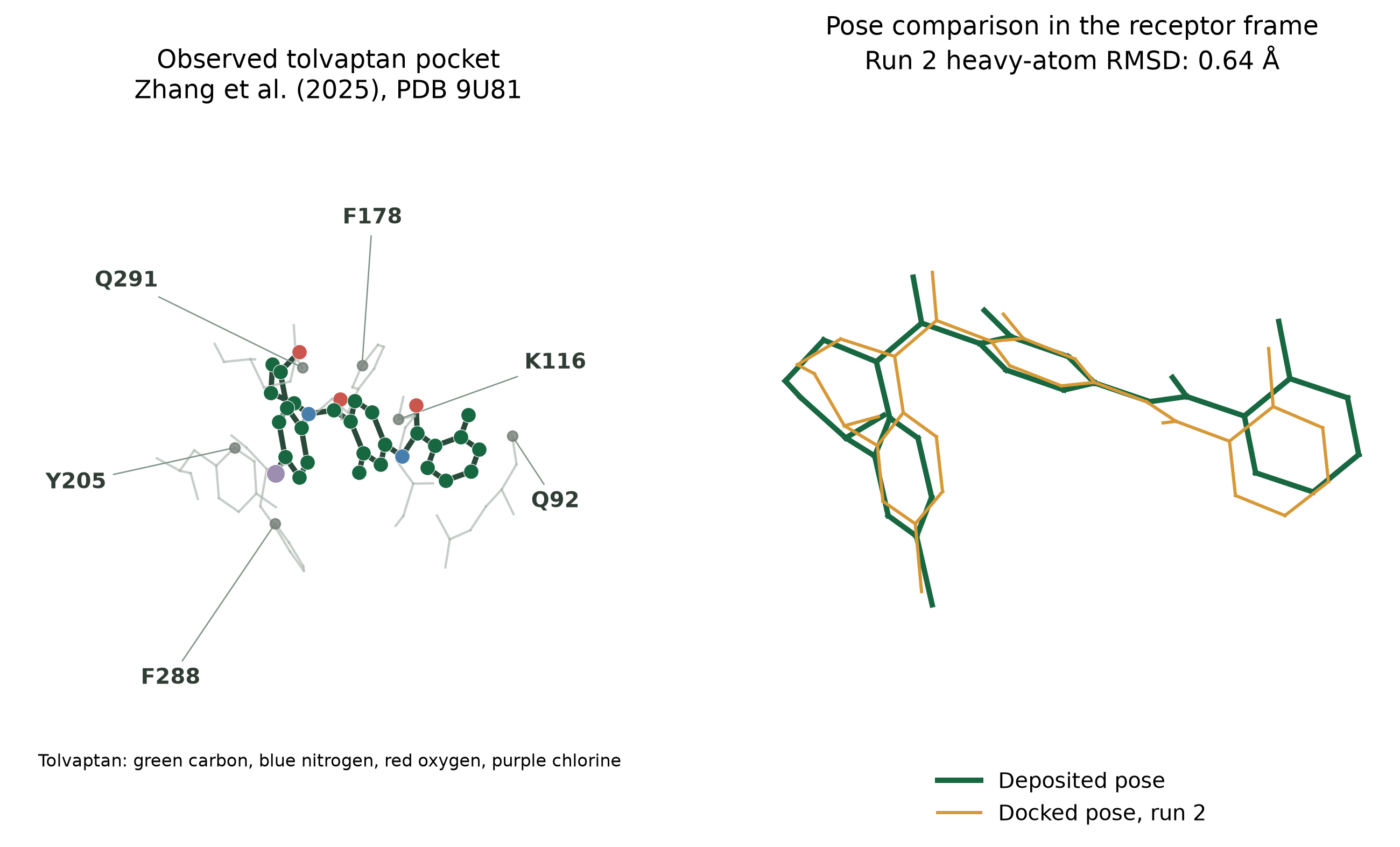 Figure 2.3. Observed tolvaptan pocket in PDB 9U81 and deposited pose
overlaid with run 2; nearby markers include a subset of the 16 residues
within the geometric 4 Å rule, ligand carbon, nitrogen, oxygen and
chlorine are green, blue, red and purple, and deposited and docked poses
are green and orange (unaligned RMSD 0.64 Å; no uncertainty; Zhang et
al., 2025; PMID
41188237 ).